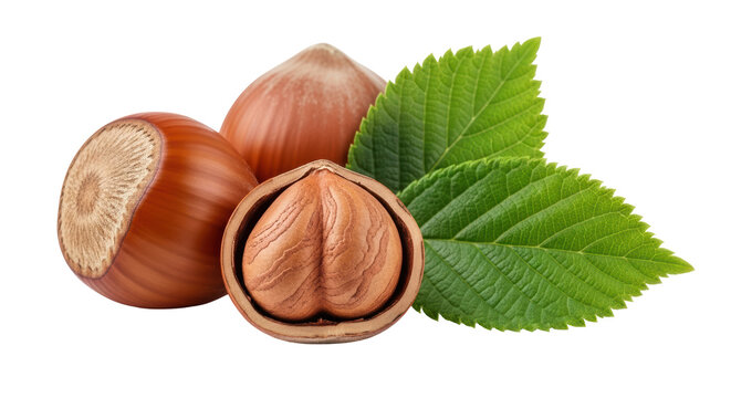 Isolated Hazelnuts