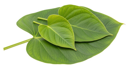 Isolated Green Leaves Philodendron © Sindre