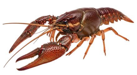 Isolated Crawfish