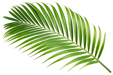 Obraz premium Realistic Palm Leaf PNG Isolated High Resolution.