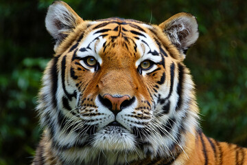 beautiful bengal tiger with lush green habitat background