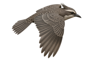 Isolated Flying Bird