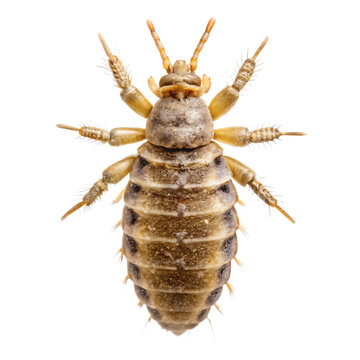 Booklice Isolated on a transparent background