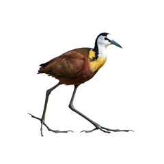 Obraz premium African Jacana: Vibrant Water Bird Photography