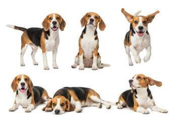Six playful beagles posed in various positions on white background