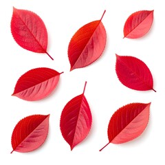 Red leaves arranged, flatlay, white background