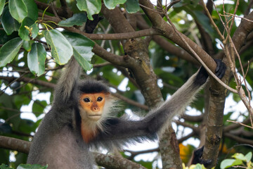 Red-shanked Douc Langur - Pygathrix nemaeus, beautiful unique colored primate endemic to tropical forests of Southeast Asia, Son Tra, Vietnam.