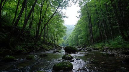 Obraz premium A small stream in the woods.