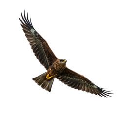 Obraz premium Majestic Eagle in Flight: Bird of Prey Soaring