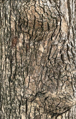 木の表面アップ、街路樹