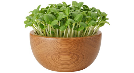 Naklejka premium Isolated Sunflower Sprouts in a Wooden Bowl