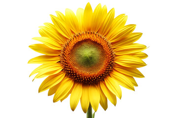 Fototapeta premium Beautiful Sunflower PNG Transparent Isolated Design.