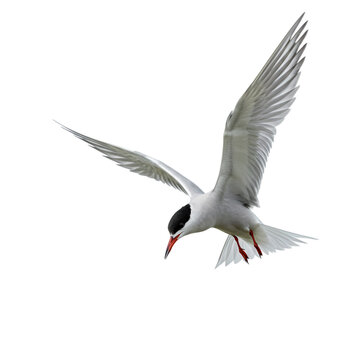 Common Tern in Flight: Stunning Bird Photography