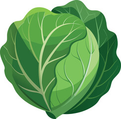 Cabbage leaf