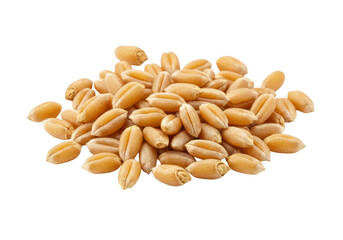 Pile of raw wheat grains isolated on transparent background
