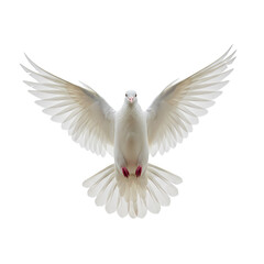 Fototapeta premium Majestic White Dove: Wings of Peace and Purity