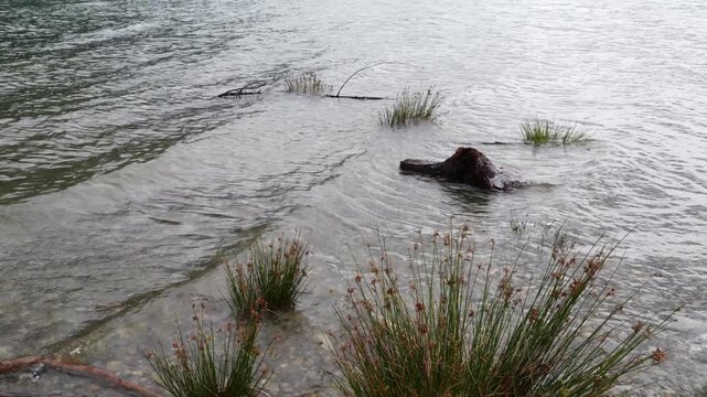 Shoreline with Calm Water, Aquatic Grasses, and Submerged Driftwood in Nature