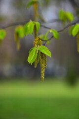 Młode, jasnozielone liście zwisające kotki drzewa wiosna na rozmytym tle