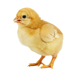 Fototapeta premium Cute Baby Chick: Perfect Poultry Photo for Farms, Agriculture & Animal Websites