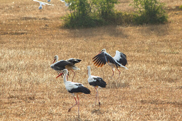 Four storks (Ciconia ciconia) on dry grass. Bird, animal. Storks resting in the field during autumn migration. Ornithology. Wildlife idea concept. 