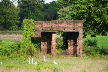 The remnants of an abandoned brick structure in a rural, overgrown setting, a group of great egrets...