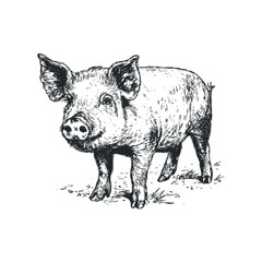 Detailed sketch of a pig standing on grassy ground