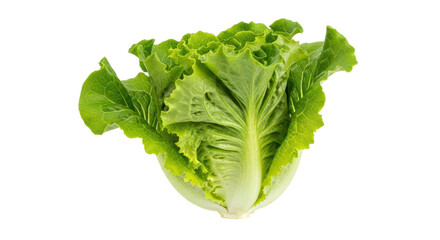 Isolated Lettuce