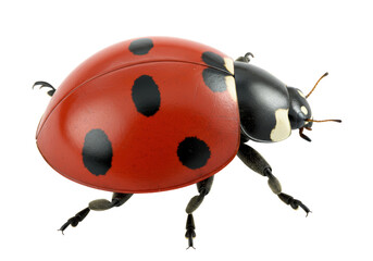 Isolated Hyper-Realistic Macro Photograph of a Seven-Spotted Ladybug Insect