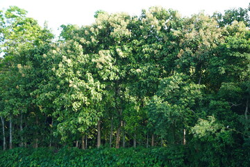 A forest, characterized by a dense collection of trees with lush green foliage