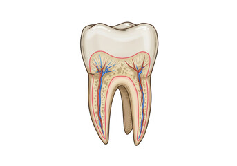 Isolated Detailed Anatomical Cross-Section Illustration of a Molar Tooth