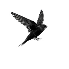 Fototapeta premium Dramatic Monochrome Bird in Flight: Powerful Avian Photography
