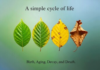 Reality of Life: The Cycle of Birth, Aging, Decay, and Death - Four leaves show life’s natural journey, symbolizing birth, growth, aging, and death in a powerful, minimalist concept.