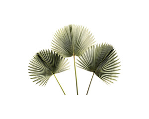 Three palm leaves arranged in a striking fan-shaped pattern