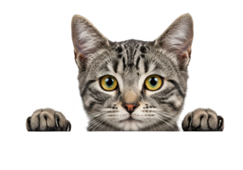 Cute tabby kitten peeking over a surface with its paws visible, isolated on transparent background