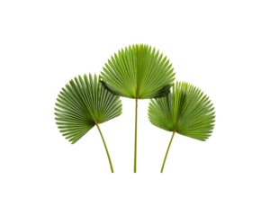 Three palm leaves arranged in a striking fan-shaped pattern