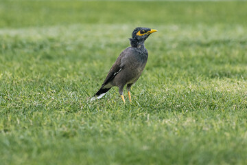 Mynah bird, common myna stands on a green grass, Indian myna, Acridotheres tristis