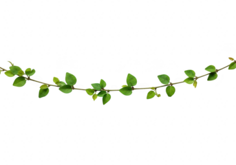 A delicate green vine with small leaves forming a curved line, isolated on a transparent background