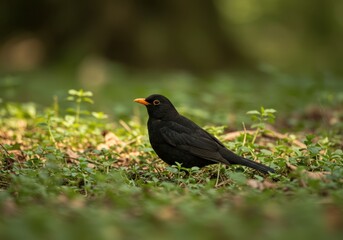 Fototapeta premium Majestic Blackbird in its Natural Habitat A Realistic Close-Up