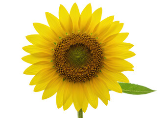 Fototapeta premium Isolated Bright Yellow Blooming Sunflower with a Single Green Leaf