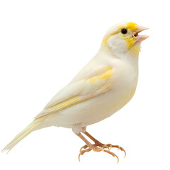 Obraz premium Yellow Canary Bird: Close-up Photo of a Singing Canary, Perfect for Bird Lovers and Pet Owners
