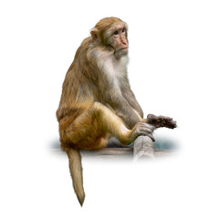 Rhesus Macaque sitting calmly on a wooden beam with a thoughtful gaze