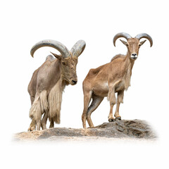 Obraz premium Two Barbary Sheep standing proudly on rocky terrain with strong curved horns and rugged coats