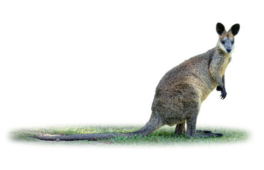 A Wallaby standing on grass with its long tail stretched out, looking alert and calm