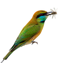 Fototapeta premium Stunning Chestnut-headed Bee-eater Bird Photography: Vibrant Colors, Detailed Capture