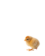 Obraz premium One chicken egg isolated on white background. Png