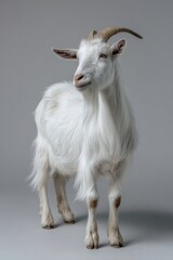 Obraz premium Fluffy white goat with horns stands on a neutral grey background, posing