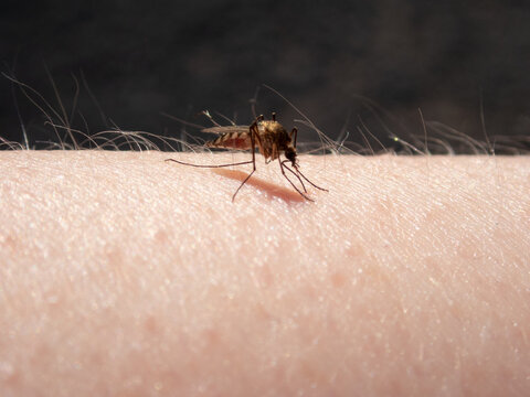 Mosquito is sucking blood