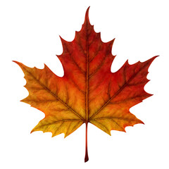 Fototapeta premium Realistic Autumn Maple Leaf Isolated on Transparent Background