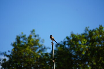 Sparrow Hawk, perched on a pole against a clear blue sky and lush foliage