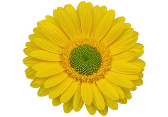 Fototapeta premium Yellow gerbera daisy isolated on transparent background